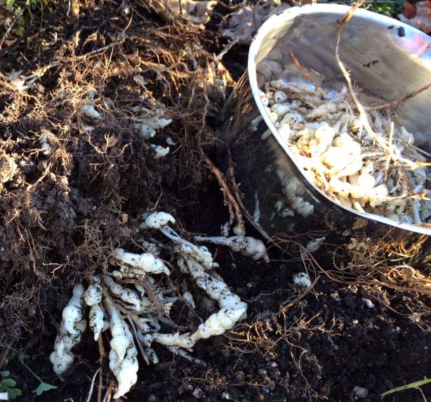 Harvesting crosnes in the garden. I leave the small tubers in the ground for next season's crop.